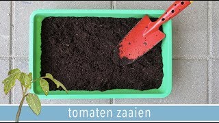 Hoe kweek je tomaten in pot 🌱  DEEL 1 quotTomaten zaaienquot  RENSKE VISSER GEWICHTSCONSULENT [upl. by Buchheim]