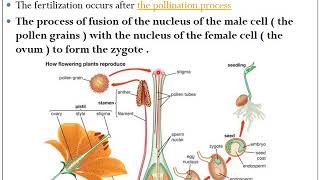 Fertilization and Parthenocarpy  HORT 111  Dr P R Chaudhary [upl. by Itoyj]