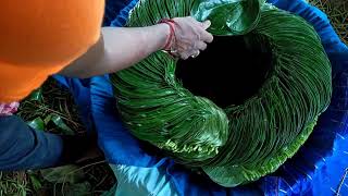 KOLKATA BETEL LEAF 📞9593156807 TOP QUALITY KWA MANA  MEETHA PAAN BIDA WHOLESALE  मीठा पान होलसेल [upl. by Darrel]