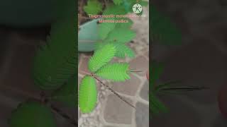 thigmonastic movement of mimosa pudica school nature [upl. by Oicirtap]