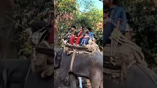 Yeh hathi kya kr rha h 🐘 ekmotahathi hathiraja hindirhymes ytshorts hathi shorts trending [upl. by Ididn]