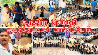 நம்ம பண்ணைக்கு செம்மறி ஆட்டு குட்டிகள் வாங்கிட்டோம்We bought sheep and lambs for our farm [upl. by Normi]