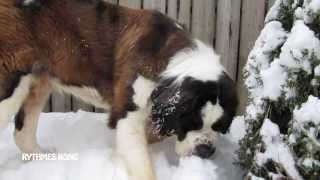 Activité Hivernale dun SaintBernard [upl. by Slotnick571]