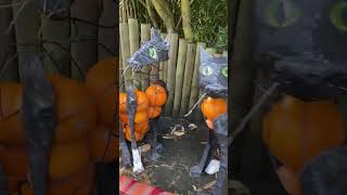 Pumpkin cats  Chester Zoo  Halloween 2024 shorts [upl. by Leunamne]