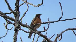 Varied thrush singing [upl. by Ivy296]