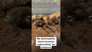 My Aphonopelma hentzi tarantula excavating her substrate tarantula spider [upl. by Pengelly]