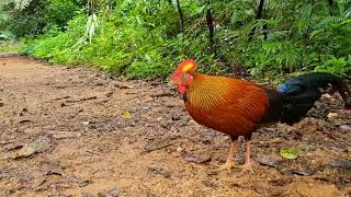 SriLankan Junglefowl Mobile Click [upl. by Rabka]