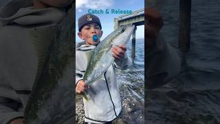 Kingfish catch amp release [upl. by Eselahc324]