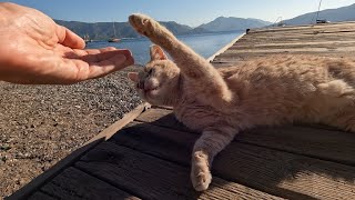 Milk tea colored cat at the seaside is a little lazy but so cute [upl. by Esilenna346]