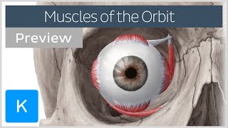 Muscles of the orbit overview preview  Human Anatomy  Kenhub [upl. by Yniattirb]