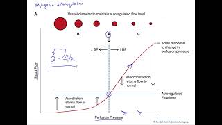 Myogenic autoregulation of blood flow [upl. by Yk]