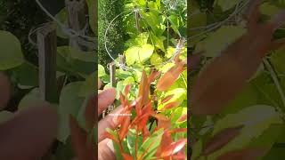 TOP 2  YEAR ROUND COLOUR NONFLOWERING PLANTS The Syzygium Campanulatum blooming plants garden [upl. by Eikcid]