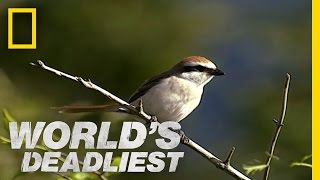 Butchering Bird  Worlds Deadliest [upl. by Vashtee]