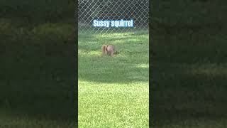 Sussy squirrel funny squirrel shorts silly [upl. by Ferde11]