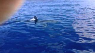 Great White Shark caught on tape by two Fishermen near Kaena Point Hawaii January 12 2012 [upl. by Edelman]