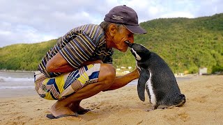 Jinjing The Penguin  Swims 5000 Miles Every Year To Visit The Man Who Saved Him [upl. by Vada962]