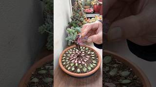 My Leaf Propagation Update 🪴🌿 succulents propagatesuculentas [upl. by Adelheid]