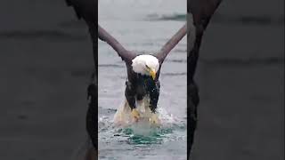 diesel ytshorts eagles predator prey fish viralshorts india catching photography [upl. by Arhoz]