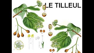 Le tilleul [upl. by Banwell]