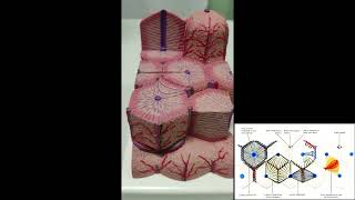 FEGATO ANATOMIA MICROSCOPICA [upl. by Yahsan]