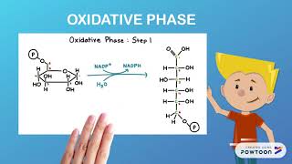 PENTOSE PHOSPHATE PATHWAY [upl. by Gemmell]