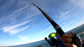 Fishing for BlackfishTautog at NJ Jetty [upl. by Hernandez485]