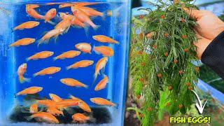 How to breed ZEBRA DANIO  Natural Method [upl. by Dabney427]