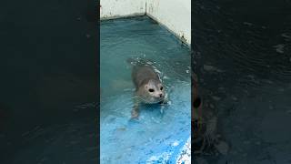 ノシャップ寒流水族館の子供のアザラシがかわいい！北海道 hokkaido wakkanai 稚内市 アザラシ [upl. by Emixam]