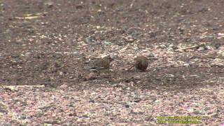 HÄMPLING Common Linnet Carduelis cannabina Klipp  714 SU [upl. by Peony490]