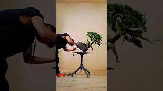 bonsai bonsaitree diy bonsaiideas garden gardening [upl. by Aholah197]