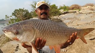 Unbelievable fishingFisherman Catching Big Rohu fishes in riverUnique fishing [upl. by Louise]