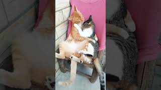 Cats love romance 💕😍😍🥰🥰  dono billi ka pyar wala video so romance [upl. by Enair]