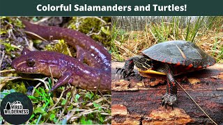 Colorful Salamanders and Turtles Red and Spring Salamanders in Western Maryland and West Virginia [upl. by Vada476]