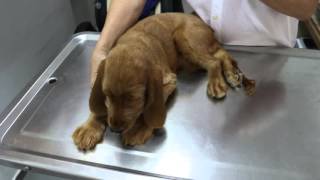 Educational Video Cocker Rage  Female 4monthold pup bites the vet [upl. by Adnauq]