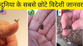 दुनिया के शीर्ष 5 सबसे छोटे जानवर  Top 5 Most Smallest Animals facts viralvideo animals ytviral [upl. by Treborsemaj]