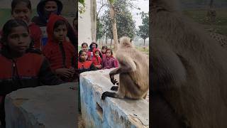 Hanuman youtubeshorts petsmonkey merebharatkabachabacha monkeybaby [upl. by Bryn152]