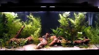 South American Cichlid Community Tank HD [upl. by Langelo]