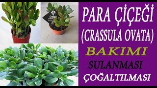 Para Çiçeğinin Bakımı Crassula Ovata çoğaltılması Crassula Ovata flowers care [upl. by Oilisab571]