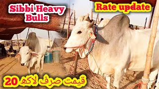 HEAVY SIBBI BULLS l RATE UPDATE l PRIEC 20 LAC l NORTHERN BYPASS MANDI UPDATE [upl. by Delinda]