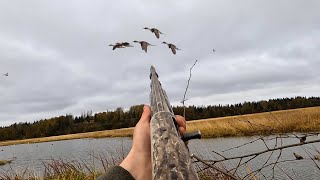 DUCK HUNTING Alaska  Tons Of Pintails Bear Encounter [upl. by Lednik]