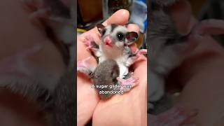 The temperament of the sugar glider animals love shorts [upl. by Leumek54]