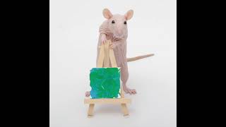 This weeks mini paw paintings by my sweet pet rats shorts [upl. by Henarat514]