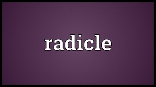 Radicle Meaning [upl. by Stern]