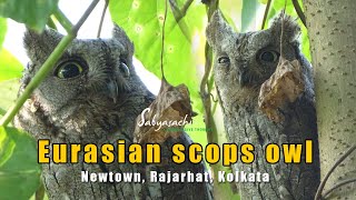 Eurasian Scops Owl  Newtown Kolkata  Rare species of Owl in West Bengal [upl. by Eneloc341]