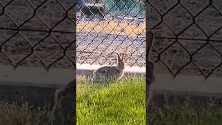 Cottontail Rabbit eating grass [upl. by Ettelliw]