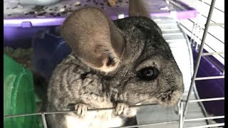 LIVE Chinchilla amp Other Adoptable Animals at Avian and Exotic Medicine in NYC  The Dodo [upl. by Magan466]