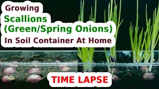 Time Lapse Growing Scallions GreenSpring Onions in Soil Container At Home – 20 Days [upl. by Evie599]