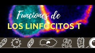 Funciones de los linfocitos T [upl. by Plate]