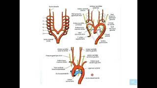 7  Embryologie de lappareil cardio vasculaire partie 7 [upl. by Ahtnicaj952]