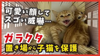 【ガラクタ山から子猫救出】保護した茶トラは威嚇が激しく触れません・・・。 [upl. by Maitund]